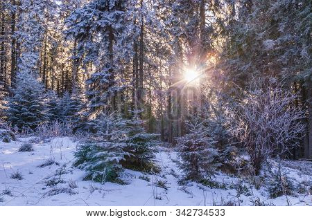 Frozen Trees In Sunny Cold Winter Morning, Retezat National Park, Carpathian Mountains, Romania