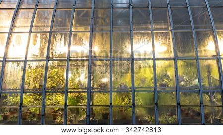 Phyto Lamps For Plant Growth In The Winter Season In The Greenhouse / Hothouse. Artificial Lighting 