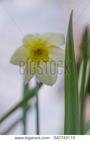 A White Daffodil Flower On Light Brurred Background.