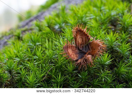 Empty Beechnut Shell Lying In The Moss