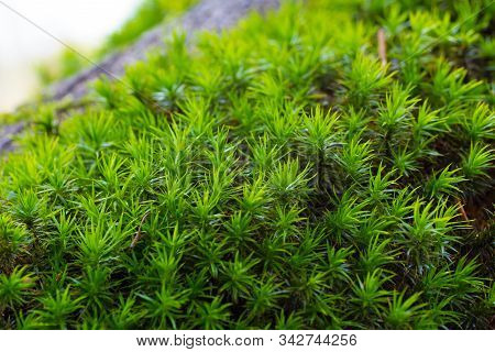 Forest Floor Covered With Soft Green Polytrichum Formosum