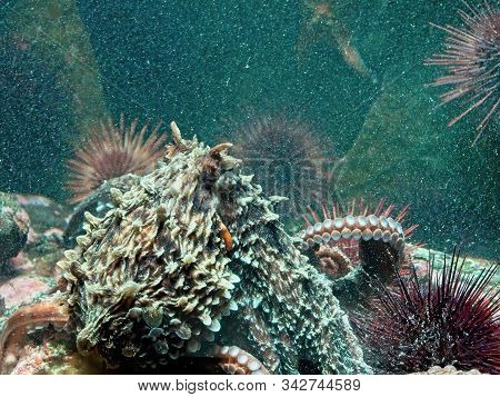 Giant Pacific Octopus