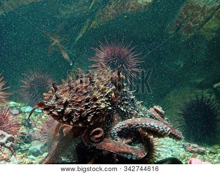 Giant Pacific Octopus