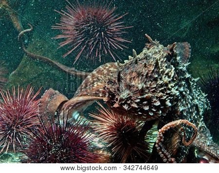 Giant Pacific Octopus