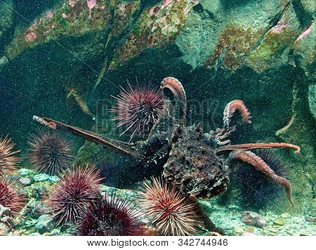 Giant Pacific Octopus