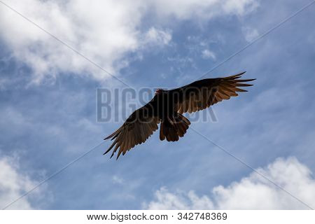 Big Black Turkey Vulture Flying With A Cloudy Blue Sky Background During A Sunny Summer Day. Taken I