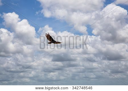 Big Black Turkey Vulture Flying With A Cloudy Blue Sky Background During A Sunny Summer Day. Taken I
