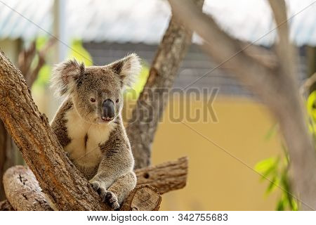 An Australian Koala Bear Sleeping In The Fork Of A Tree