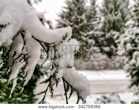 Macro Shot Of Snow On A Fir Tree In Bavaria, Germany
