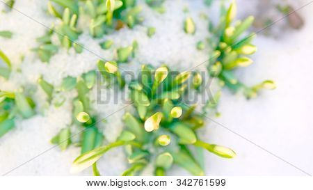Galantus. Snowdrop Macro. Galantus. Snowdrop Flower In The Snow. White Flower On White Snow On Blurr