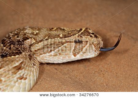 Puff Adder