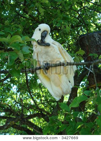 Parrot