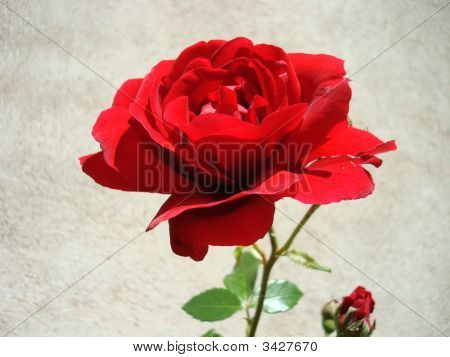Red Rose