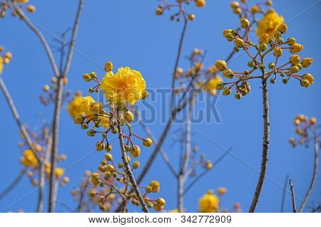 Yellow Blossoms Of Cochlospermum Religiosum Flowers Bunch On The Tree, Butter Cup