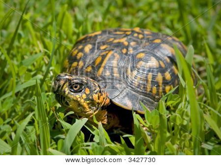 Tortue-boîte