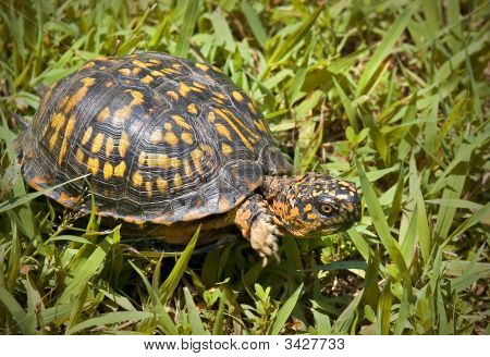 Tortue-boîte