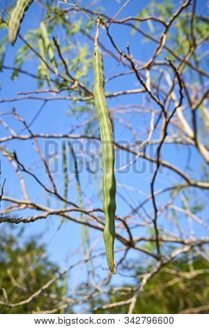 Moringa Leaves, Moringa Flower On Tree And Blue Sky