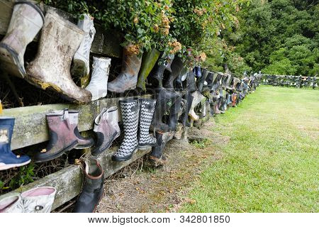 Gum Boot Fence, Bay Of Plenty, New Zealand