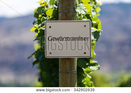 Gewurztraminer Wine Grape Variety Sign On Wooden Pole Selective Focus, Vineyard Varieties Signs, Oka