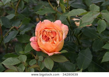 Lady of Shalott Rose