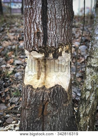 Tree Gnawed By Beavers Near The River. Close Up