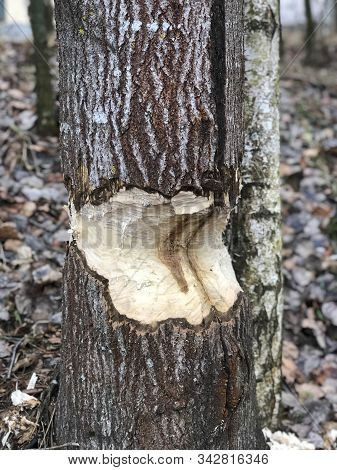 Tree Gnawed By Beavers Near The River. Close Up