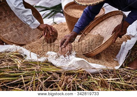 Farmer Threshing Rice. Farmer Manual Harvest Rice, Countryside Of Bali. Rice From The Field In In We