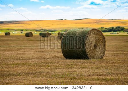 Big, Round Bale Of Hay Wrapped In A Green Plastic Net In A Field Of Dry Grass And Other Bales In The