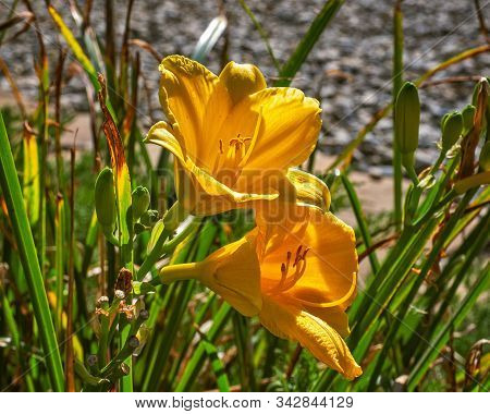 Blooming Red Lilies In The Dense Grass In The Autumn Garden