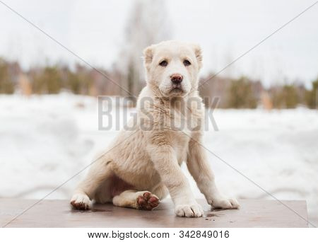 White Puppy Of Breed Alabay On A Background Of Winter Nature. Central Asian Shepherd Dog. Pet Favori
