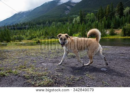Light Brown Furred Dow Walking Off Leash On The Muddy And Gravel Banks Of A Canadian Lake Or River S