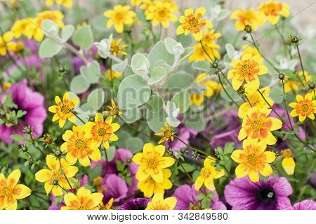 Bidens Ferulifolia - Beautiful Yellow Flowers Planted Together With Other Plants In The Pot, Summer 