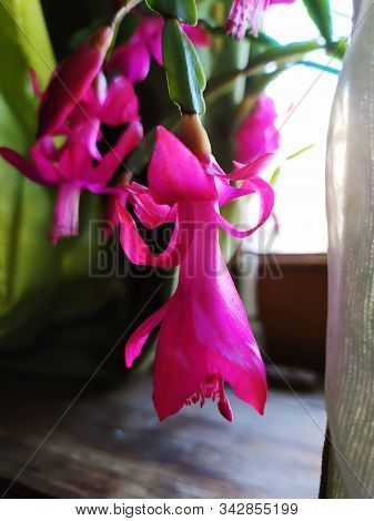 Christmas Cactus Schlumbergera Flowers . Beautiful Pink Schlumbergera Truncata.
