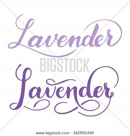 Vector Hand Written Lavender Text Isolated On White Background. Kitchen Healthy Herbs And Spices For