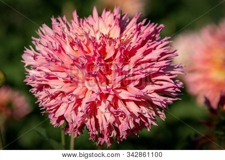 Detailed Close Up Of A  Pink And Yellow 