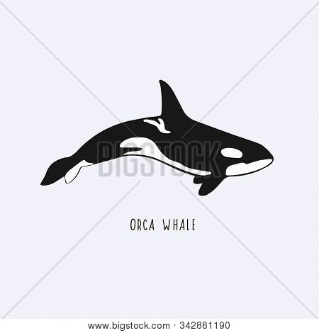 Orca Whale. Vector Drawing Of A Killer Whale. Illustration Of A Whale.