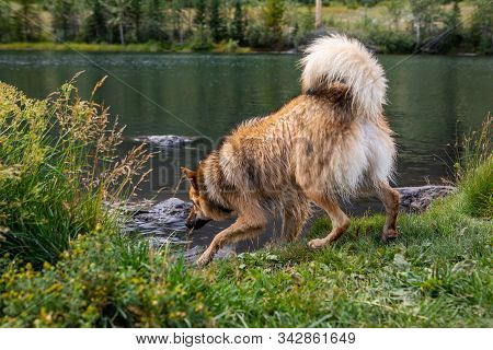 Light Brown Dog With A Big, Furry And Curly Tail Going Towards The Waters Of A Canadian Lake Or Moun