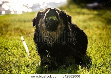 Close Up Shot Of A Big Dog With A Tennis Ball Held Tightly In His Mouth, Sneering At Camera, With A 
