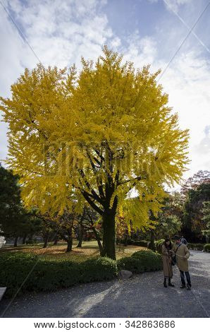 Kyoto, Japan- 25 Nov, 2019: Tourist Enjoy The Yellow Ginko Tree During Autumn In Kyoto City, Japan