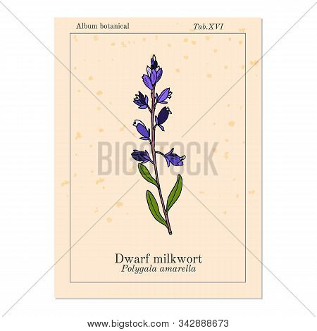Dwarf Or Kentish Milkwort Polygala Amarella Medicinal Plant. Hand Drawn Botanical Vector Illustratio