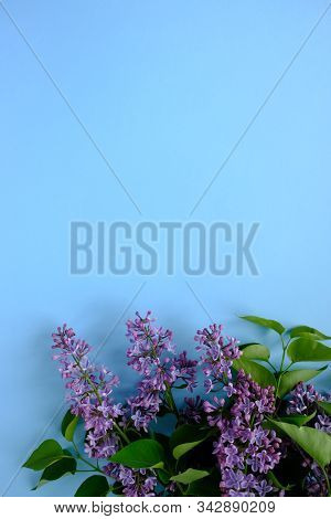 Lilac. Colorful Purple Lilacs Blossoms With Green Leaves.