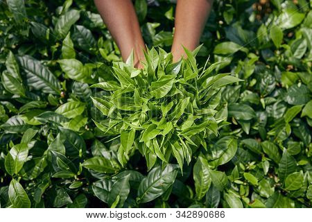 Worker On Tea Planation. Woman Showing Tea Leaves In Palm, Sri Lanka