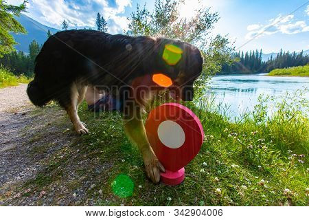 A Beautiful Large Breed Dog Is Seen On Vacation, Pawing A Destination Waypoint Marker By A Large Lak