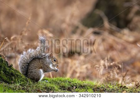 Grey Squirell Forragnig For Foog On The Forest Floor