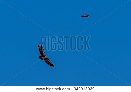 A White-headed Vulture -trigonoceps Occipitalis- Circling Over Etosha National Park, Namibia.