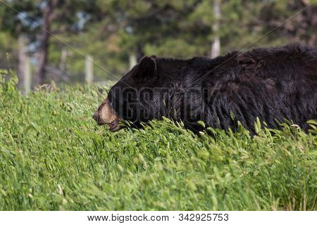 A Large Black Bear Walks Through Tall Spring Grass While Panting On A Hot Sunshiny Day.