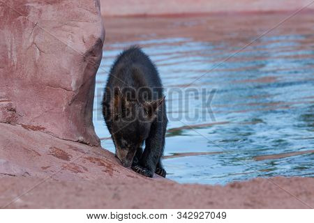 A Baby Black Bear Smells The Ground As He Walks On A Man Made Rock Feature Next To A Pond.