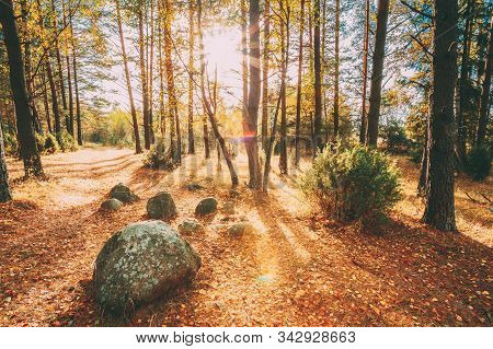 Ancient Stones, Boulders From The Ice Age In Beautiful Wild Autumn Forest During Sunset Sunrise. Bel