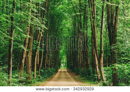 Walkway Lane Path With Through Tilia Cordata Trees In Forest. Beautiful Alley, Road In Park. Pathway