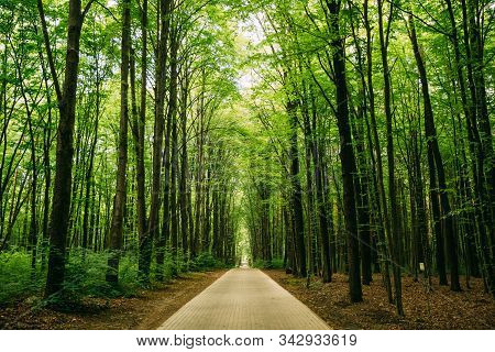 Walkway Lane Path With Through Tilia Cordata Trees In Forest. Beautiful Alley, Road In Park. Pathway
